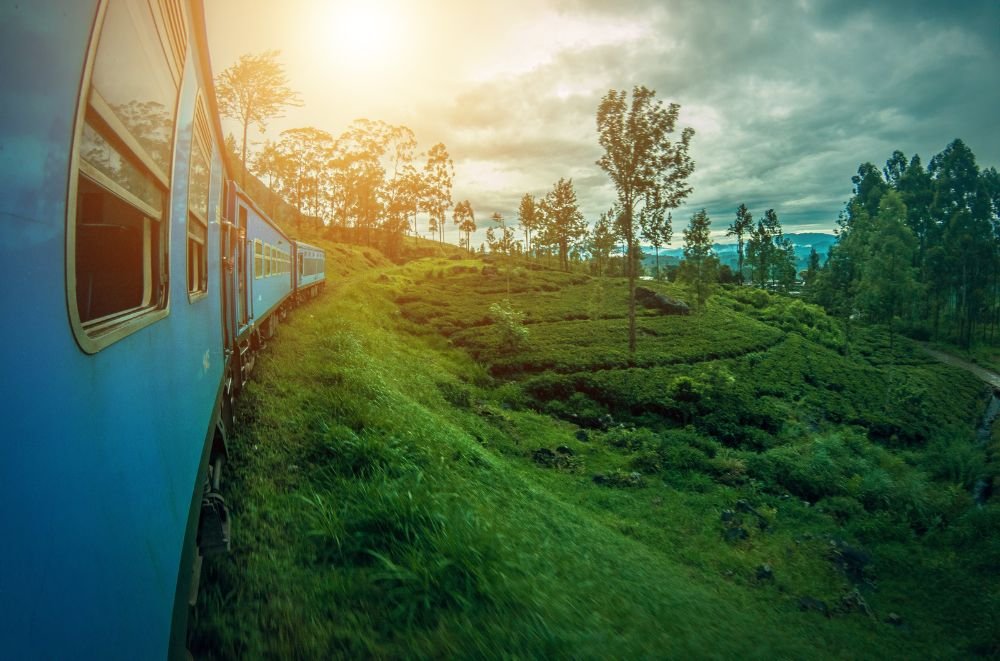 A train beside greenery at sunset